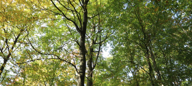 EU skal godkende nye Natura 2000-områder EU skal godkende nye Natura 2000-områder