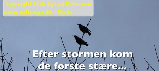 Natur: Stæren er kommet, stæren er kommet… Natur: Stæren er kommet, stæren er kommet…
