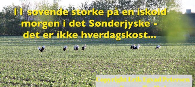 11 sovende storke i det Sønderjyske 11 sovende storke i det Sønderjyske