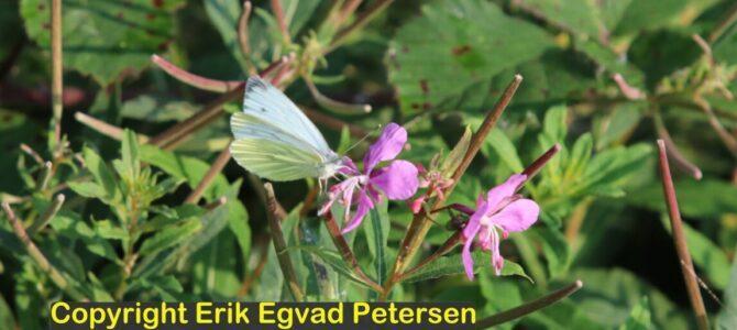HEDEBØLGEN – lokker insekterne frem HEDEBØLGEN – lokker insekterne frem